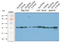 GAPC2 | Glyceraldehyde-3-phosphate dehydrogenase in the group Antibodies for Plant/Algal / Photosynthesis / Sucrose metabolism at Agrisera AB (Antibodies for research) (AS13 2727)